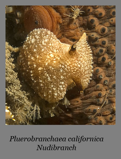 pleurobranchaea californica